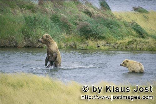 Braunbaeren/Brown Bears/Ursus arctos horribilis        Brown Bears fishing for salmon        