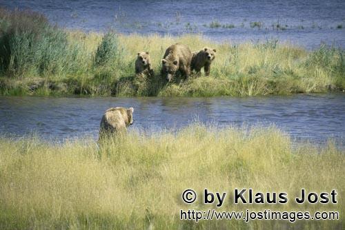 Braunbaeren/Brown Bears/Ursus arctos horribilis        Danger for the She-bear and her cubs        
