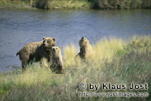 Braunbaeren/Brown Bears/Ursus arctos/horribilis        Danger for Bear familiy        