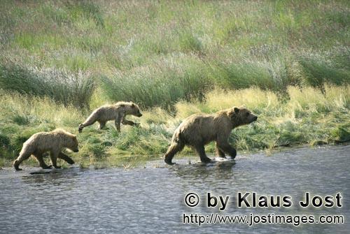 Brown Bears/Ursus arctos horribilis        Three brown bears in double time        The brown bear