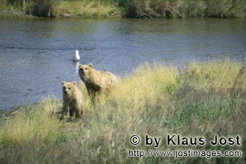 Brown Bears/Ursus arctos horribilis        Two highly concentrated brown bears        The brown b