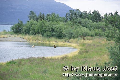 Braunbaeren/Brown Bears/Ursus arctos horribilis        Brown Bears travelling along the River        