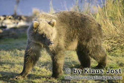 Braunbaer/Brown Bear/Ursus arctos horribilis        Young Brown Bear on the river bank        The <b