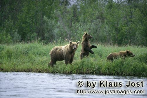Braunbaeren/Brown Bears/Ursus arctos horribilis        Brown Bear with Cubs on a salmon river        