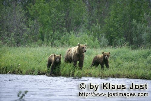 Braunbearen/Brown Bears/Ursus arctos horribilis        Sow with her cubs travelling along the River        