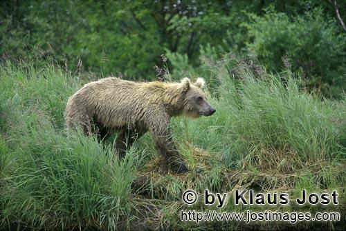 Brown Bear/Ursus arctos horribilis        Brown Bear wanders in high river grass        On the river