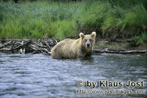 Brown Bear/Ursus arctos horribilis        Brown bear begins salmon hunting in the river            