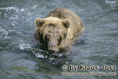 Brown Bear/Ursus arctos horribilis        Grim-looking brown bear in river    