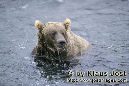 Brown Bear/Ursus arctos horribilis        Brown Bear has surfaced without salmon         