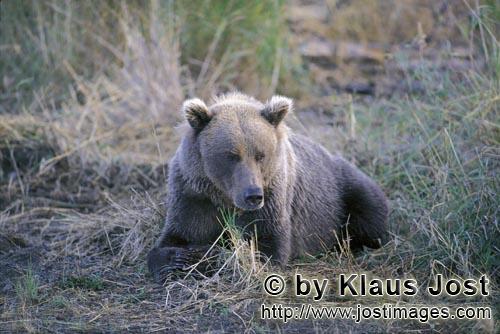 Brown Bear/Ursus arctos horribilis        A grumpy brown bear        The brown bear was not s