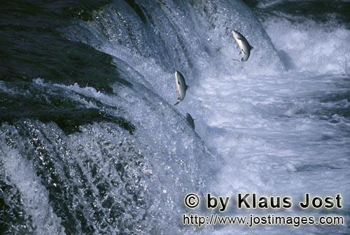 Brooks River Falls/Katmai/Alaska        Salmon try to overcome the waterfall        The nearly two-m