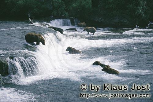 Brown Bears/Ursus arctos horribilis        Brown bears hunting salmon at Brooks River falls        T