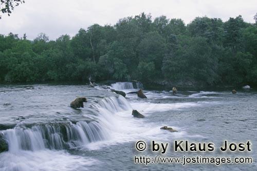 Brown Bears/Ursus arctos horribilis        Brown bears on salmon hunt at the Brooks River falls  
