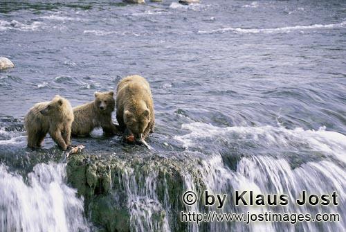 Braunbaeren/Brown Bears/Ursus arctos horribilis        Mother Brown Bear with two cubs at waterfall<