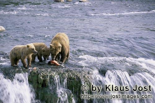 Brown Bears/Ursus arctos horribilis        Mother brown bear with two cubs         