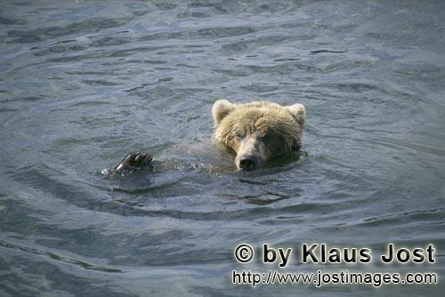 Braunbaer/Brown Bear/Ursus arctos horribilis        Young Brown Bear recovers from a salmon hunt