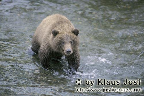 Braunbaer/Brown Bear/Ursus arctos horribilis        Young brown bear catching salmon in the river</b