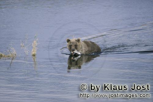 Braunbaer/Brown Bear/Ursus arctos horribilis        Young Brown Bear         