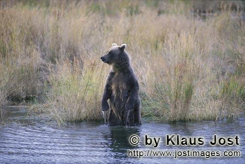 Brown Bear/Ursus arctos horribilis        Brown Bear erected in high river grass