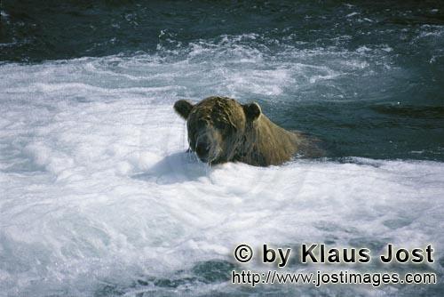 Brown Bear/Ursus arctos horribilis        Salmon Hunter brown bear in the river         The brown