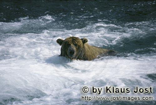 Brown Bear/Ursus arctos horribilis        Brown bear in the foaming water        This brown bear<