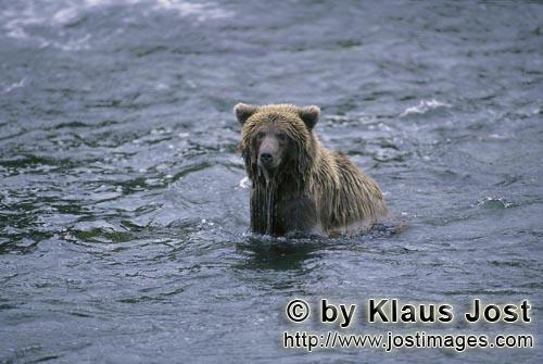 Braunbaer/Brown Bear/Ursus arctos horribilis        Salmon-fishing brown bear in the river        
