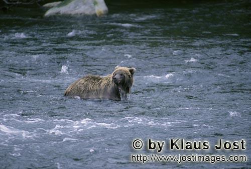 Brown Bear/Ursus arctos horribilis        Brown bear in river looking for banks        It is late au