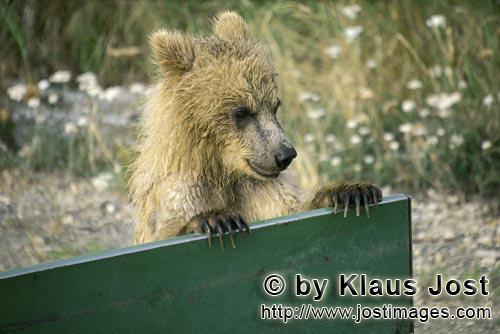 Brown Bear/Ursus arctos horribilis        Curious Brown Bear cub        One of the few vehicles on t