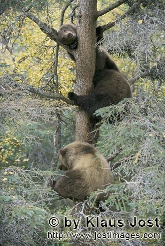Brown Bears/Ursus arctos horribilis        Three little brown bear look from the tree        While <