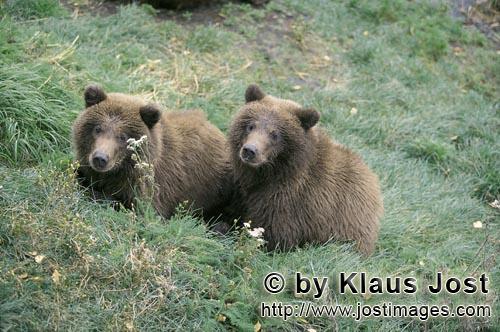 Brown Bears/Ursus arctos horribilis        Two young Brown Bears on the river bank        