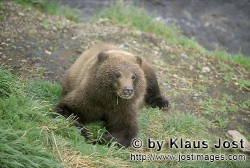 Braunbaer/Brown Bear/Ursus arctos horribilis        Young Brown Bear on the river bank        