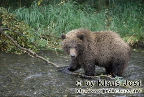 Braunbaer/Brown Bear/Ursus arctos horribilis        Young Brown Bear        