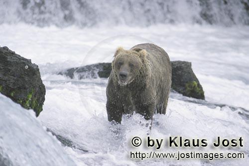 Brown Bear/Ursus arctos horribilis        Brown bear in strongly flowing water        The brown b