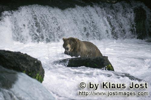 Brown Bear/Ursus arctos horribilis        Brown bear in raging waters        Just below the water