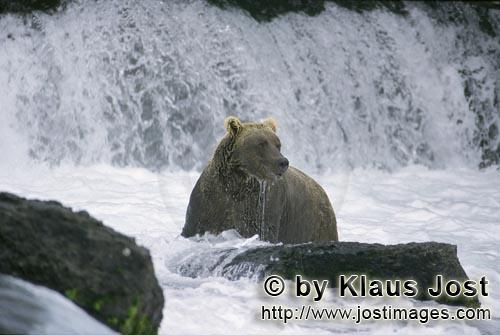 Brown Bear/Ursus arctos/horribilis        Disappointed Brown baer below the waterfall        The 