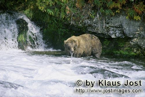 Brown Bear/Ursus arctos horribilis        Brown Bear below the waterfall        It is late autumn an