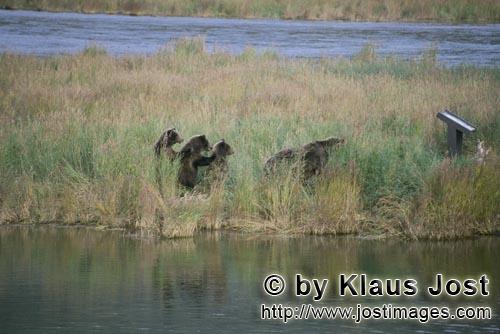 Brown Bears/Ursus arctos/horribilis        Three Brown Bear cubs from Brooks River        