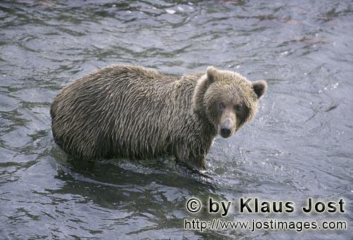 Brown Bear/Ursus arctos horribilis        Brown Bear in midstream            