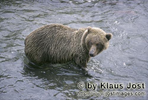 Brown Bear/Ursus arctos horribilis        Salmon Hunter brown bear         The salmon run is