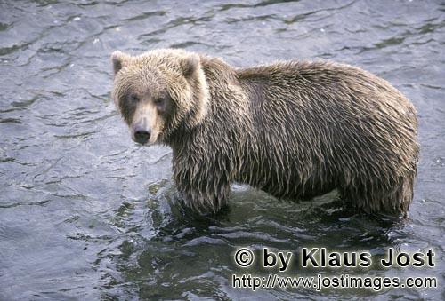 Brown Bear/Ursus arctos horribilis        Brown Bear looks critical to the riverbank        The b