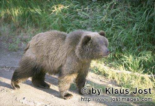 Brown Bear/Ursus arctos horribilis        Brown bear cub sees big bear         