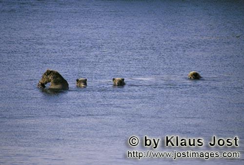 Brown Bear/Ursus arctos horribilis        Mother brown bear with three cubs in Naknek Lake        Mo