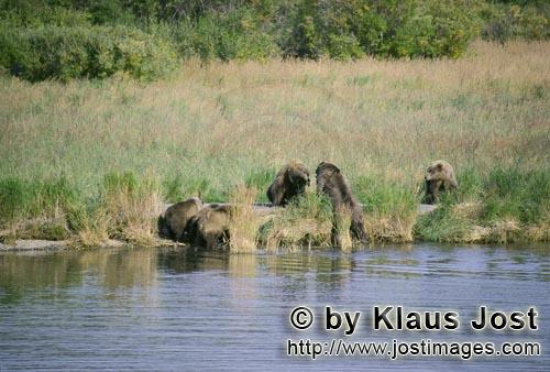 Braunbaer/Brown Bear/Ursus arctos horribilis        Dangerous meeting        