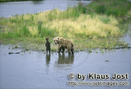 Braunbaer/Brown Bear/Ursus arctos horribilis        Sow with her spring cub on the river bank        
