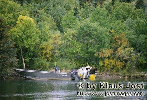Brooks River/Katmai/Alaska/USA        Brown bear inspection in the boat            