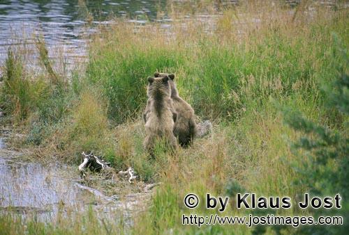 Braunbaer/Brown Bear/Ursus arctos horribilis        Bear family has a rest        