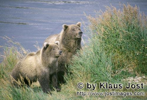 Brown Bear/Ursus arctos horribilis        Two attentive brown bears        