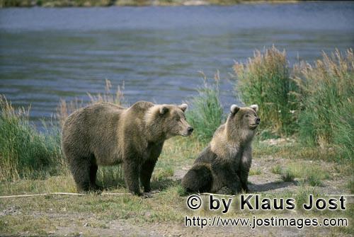Braunbaer/Brown Bear/Ursus arctos horribilis        Tense brown bear with bear cub                