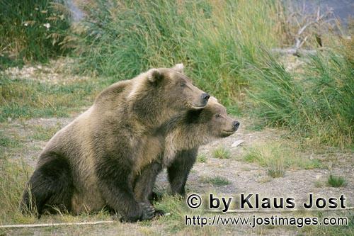 Brown Bear/Ursus arctos horribilis        Two brown bears begin to anticipate a hazard        