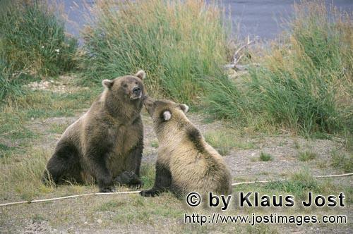 Brown Bear/Ursus arctos horribilis        She-bear with young Bear        